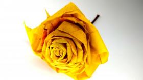 Роза из листьев Клена 🍁 Как сделать цветок из кленовых листьев