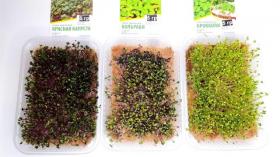 Выращивание красной капусты, брокколи и кольраби на микрозелень