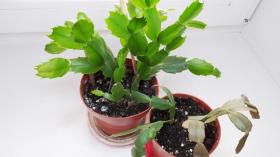 Размножение декабриста (шлюмбергеры, зигокактуса) черенками