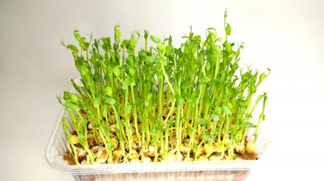 Проращивание гороха и подсолнечника на микрозелень