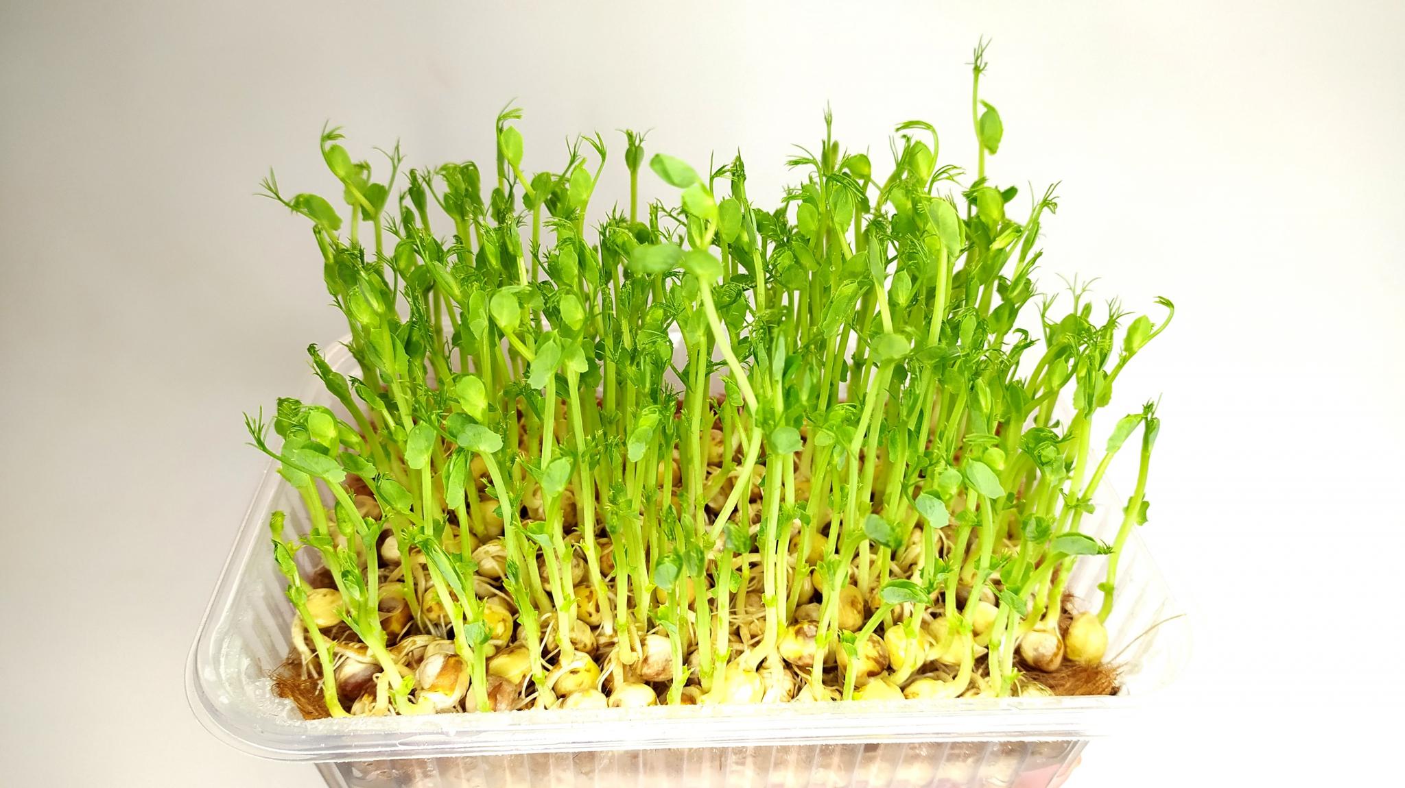 🛠 Проращивание гороха и подсолнечника на микрозелень 👈